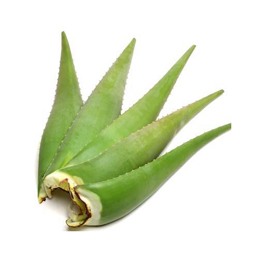 Βιολογικά φύλλα Αλόης Θεσπρωτίας Συσ/να 1kg