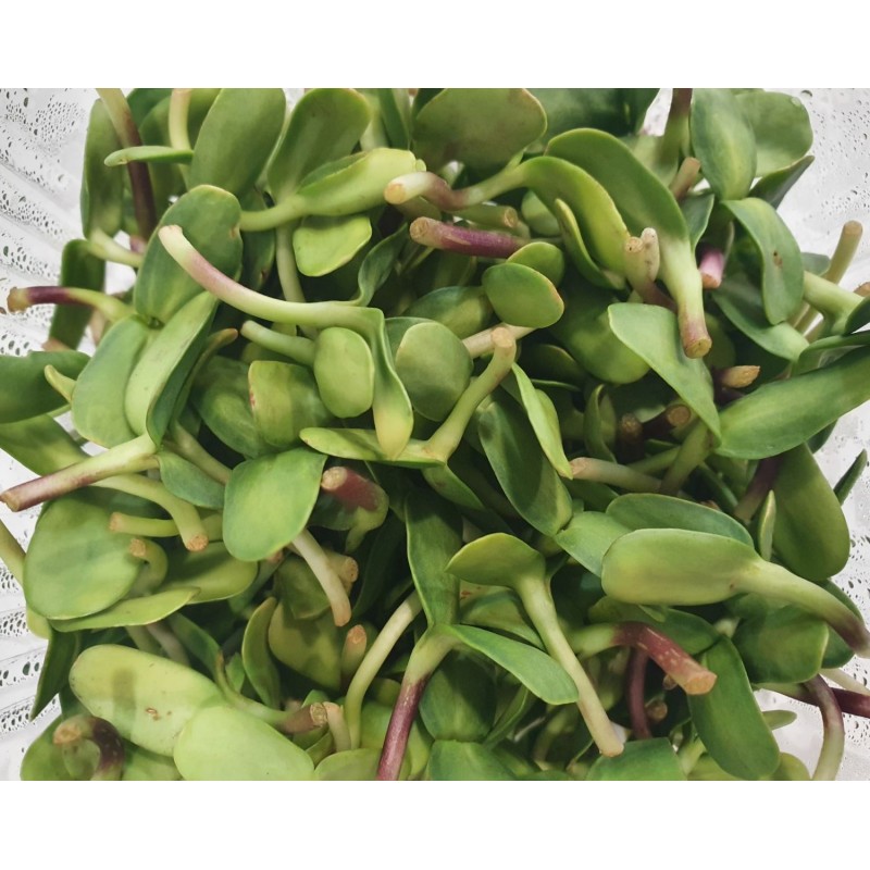 Βιολογικός Ηλιόσπορος (Sunflower) microgreens 50gr