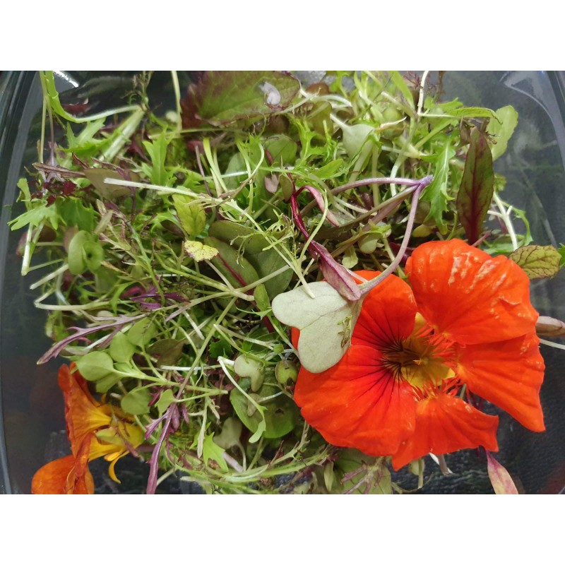 Βιολογική σαλά΄τα μικρόφυτα (Microgreens) mix Ρόκα, Μιζούνα, Παντζάρι,Ηλίανθος, Μπρόκολο 50gr Βιολογική σαλά΄τα μικρόφυτα (Microgreens) mix Ρόκα, Μιζούνα, Παντζάρι,Ηλίανθος, Μπρόκολο 50gr