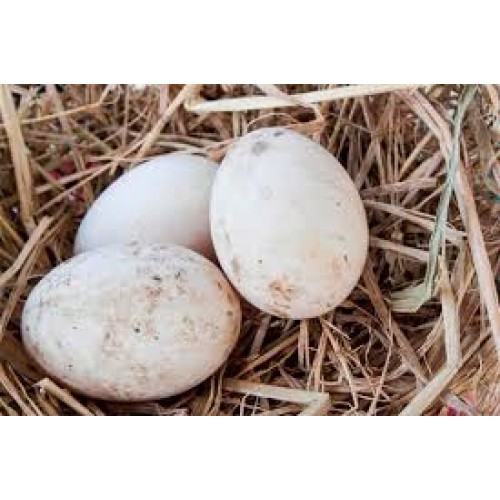 Αυγά πάπιας «Φάρμα Λαγκαδά» συσκευασία 4 αυγών